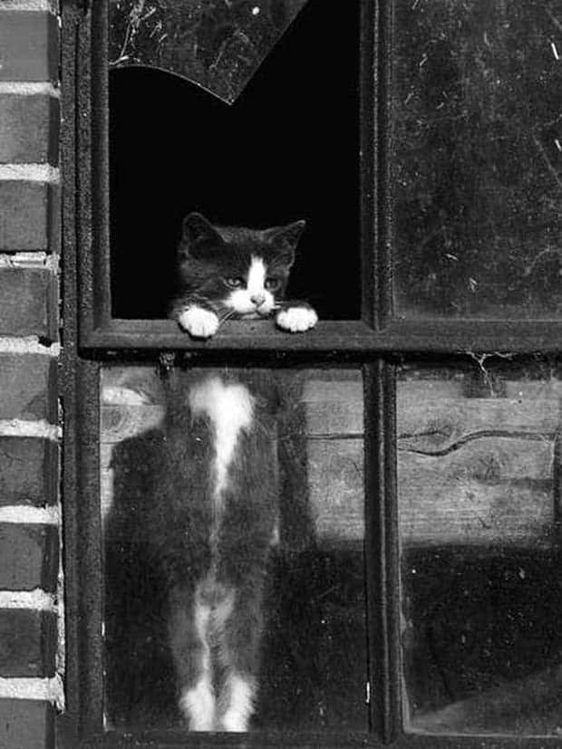 amusing animals pets 12 Get Ready for Funny Animals #332 (25 photos)