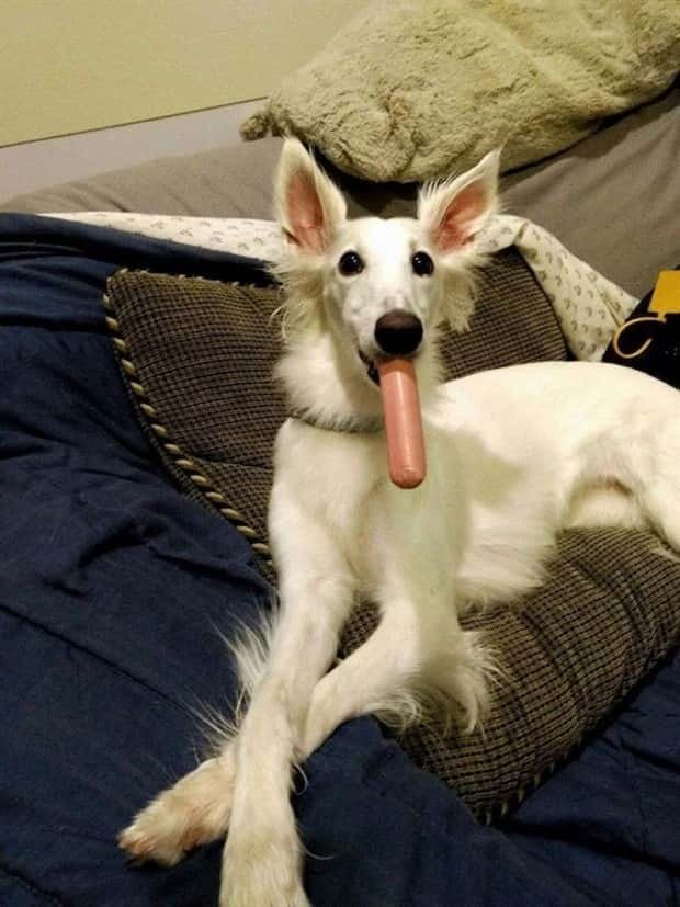 amusing animals pets 17 Get Ready for Funny Animals #332 (25 photos)