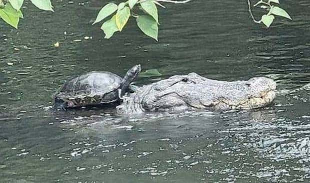 amusing animals pets 18 Get Ready for Funny Animals #332 (25 photos)