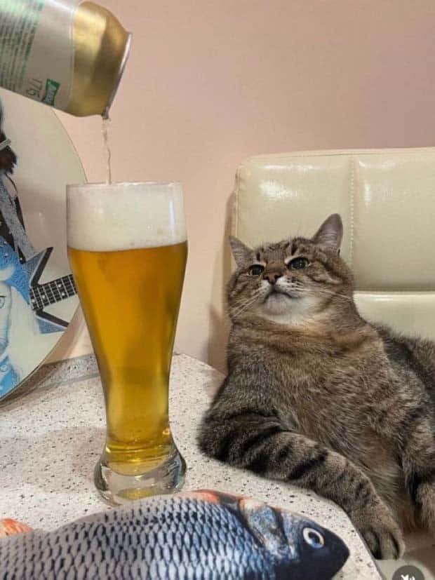 amusing animals pets 2 Get Ready for Funny Animals #332 (25 photos)