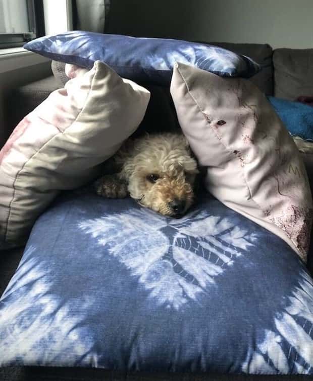 amusing animals pets 20 Get Ready for Funny Animals #332 (25 photos)