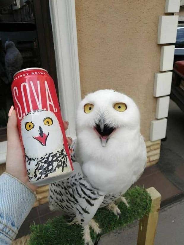 amusing animals pets 23 Get Ready for Funny Animals #332 (25 photos)