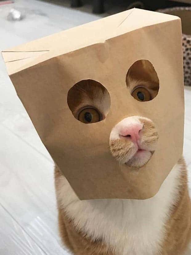 amusing animals pets 4 Get Ready for Funny Animals #332 (25 photos)