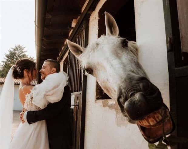 amusing animals pets 6 Get Ready for Funny Animals #332 (25 photos)