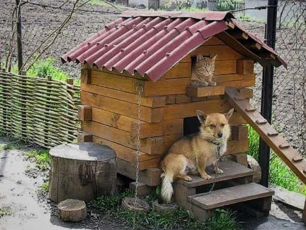 Happy Dogs in Lavish Dog Houses (22 photos)
