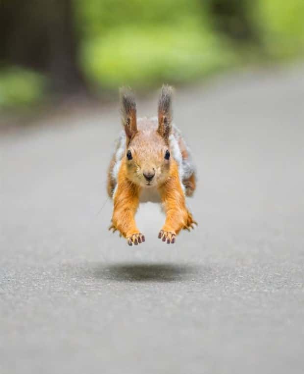 Get Ready for Funny Animals #335 (23 photos)