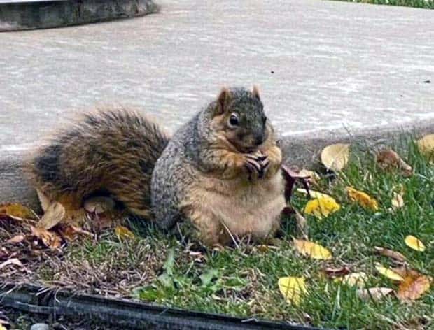 Get Ready for Funny Animals #333 (26 photos)