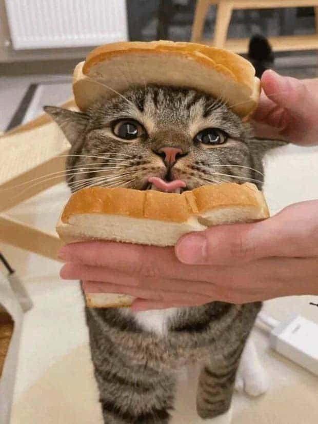 Get Ready for Funny Animals #333 (26 photos)