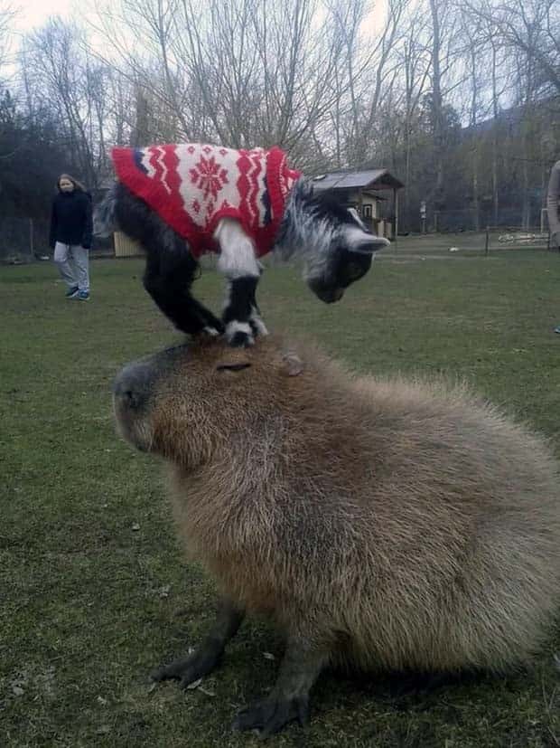 Get Ready for Funny Animals #335 (23 photos)