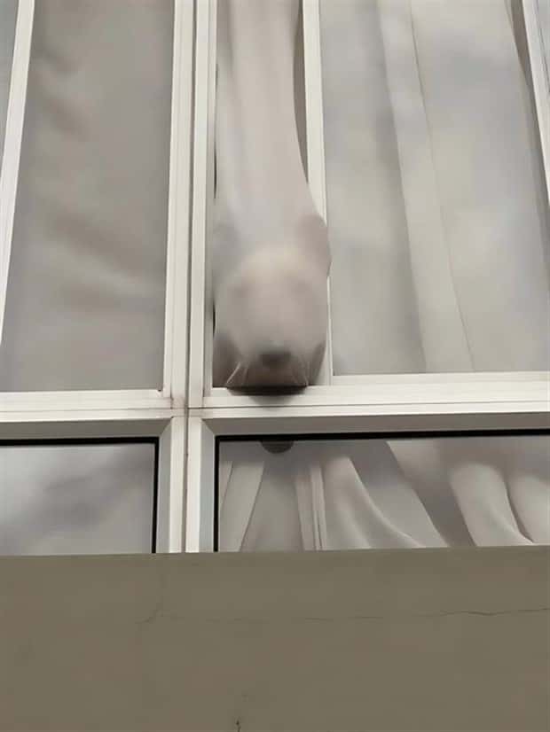 Get Ready for Funny Animals #333 (26 photos)