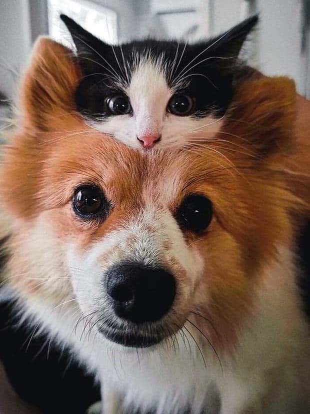 Get Ready for Funny Animals #333 (26 photos)