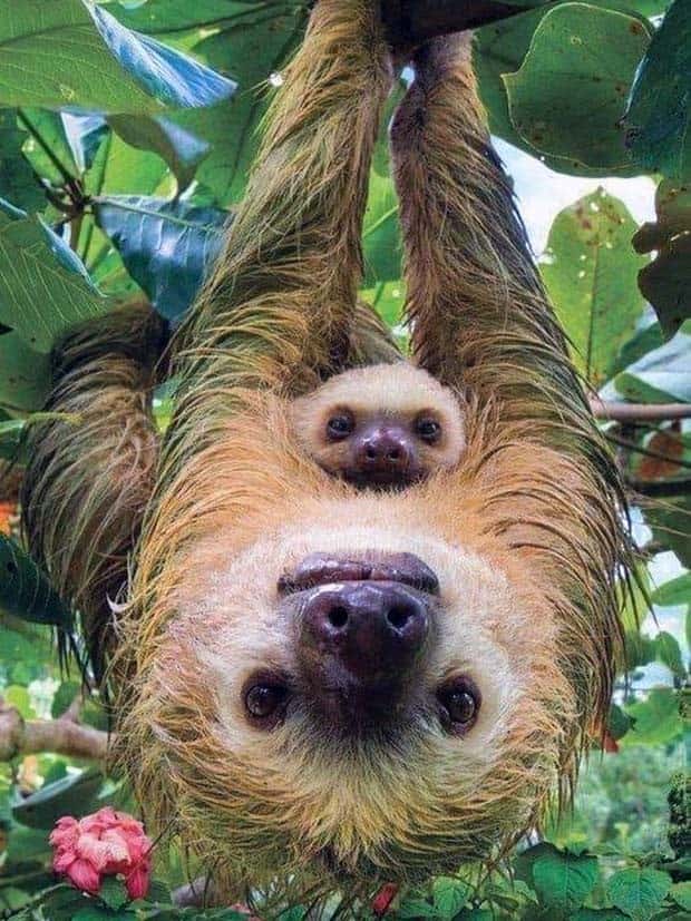 Get Ready for Funny Animals #333 (26 photos)