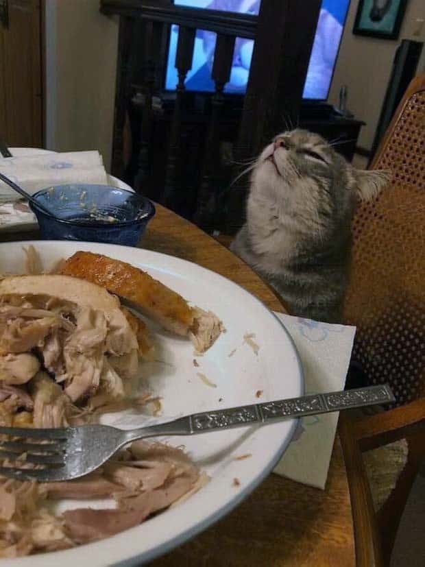 Get Ready for Funny Animals #335 (23 photos)