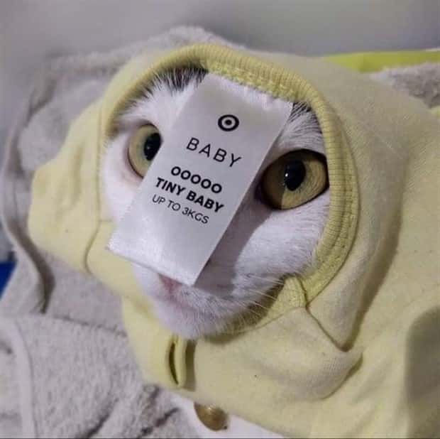 Get Ready for Funny Animals #333 (26 photos)