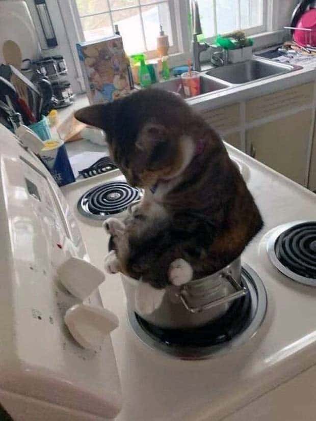 Get Ready for Funny Animals #335 (23 photos)