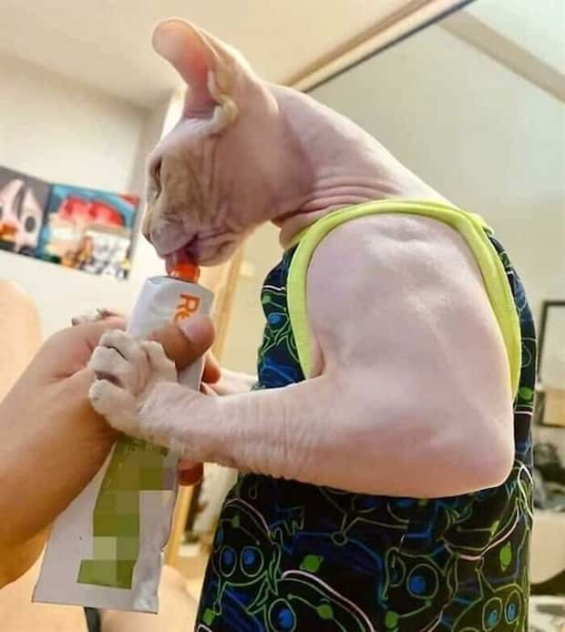 Get Ready for Funny Animals #333 (26 photos)