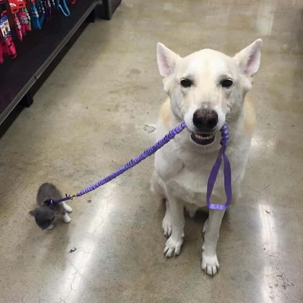 Get Ready for Funny Animals #335 (23 photos)