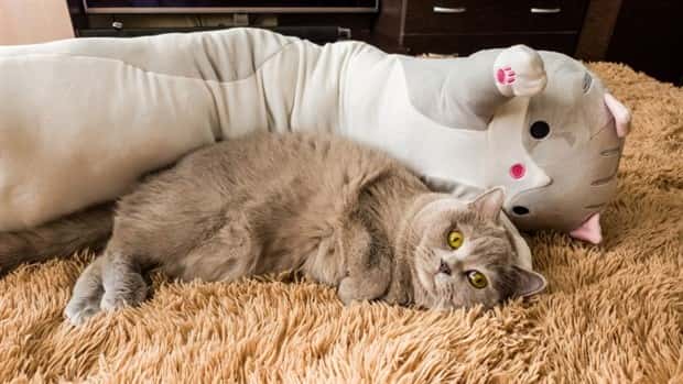 Get Ready for Funny Animals #333 (26 photos)