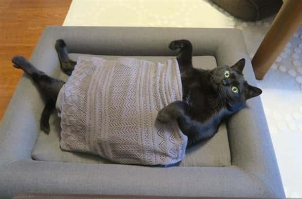 Get Ready for Funny Animals #335 (23 photos)