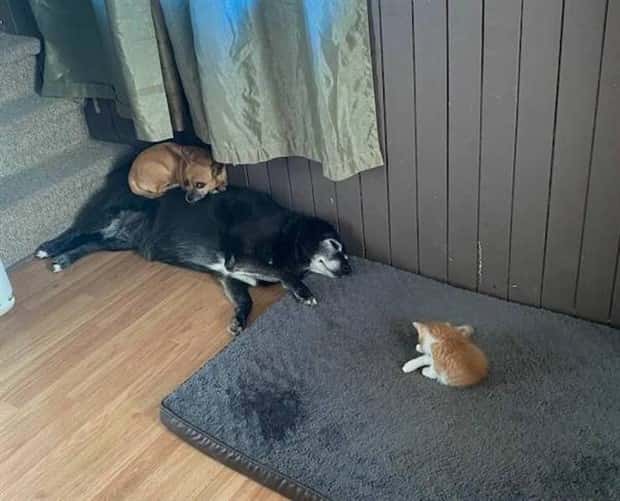 Get Ready for Funny Animals #333 (26 photos)