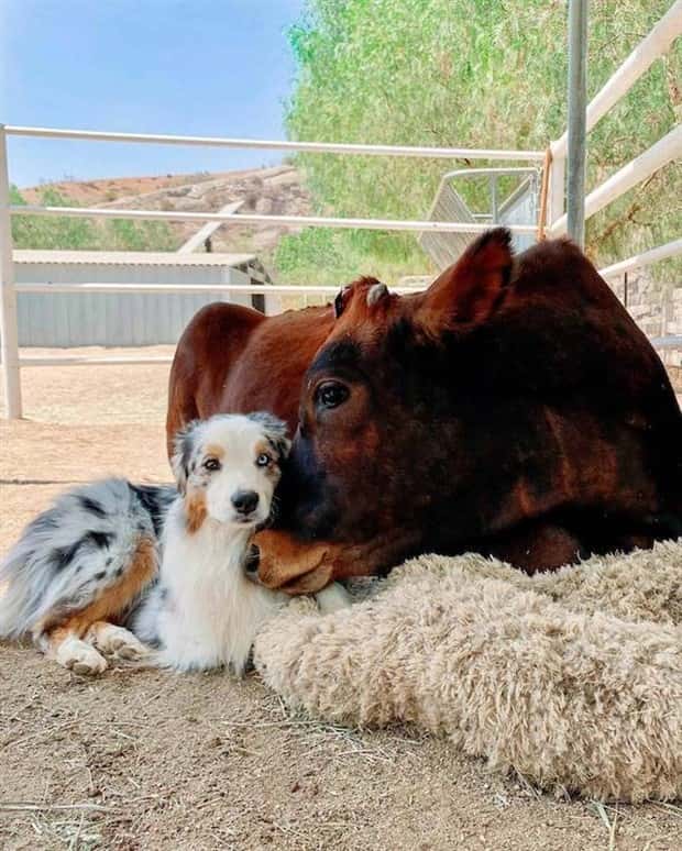 Get Ready for Funny Animals #333 (26 photos)