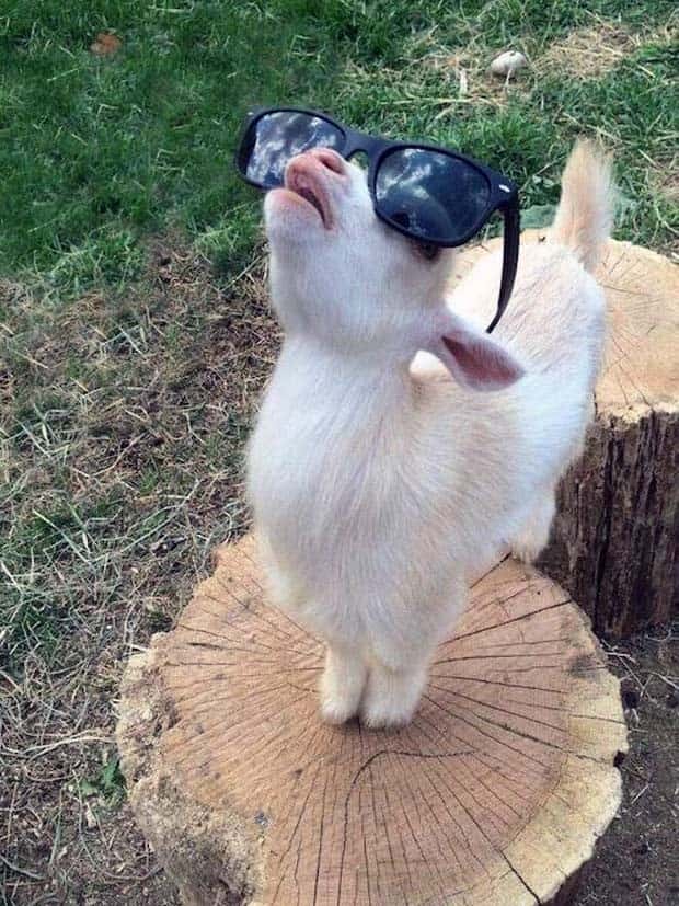 Get Ready for Funny Animals #333 (26 photos)