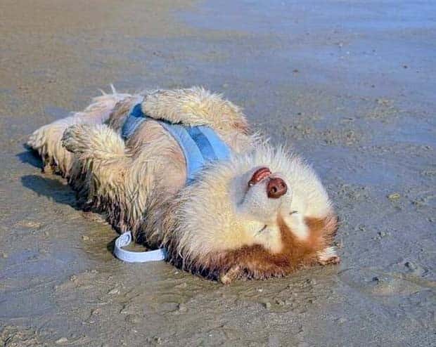 Get Ready for Funny Animals #333 (26 photos)