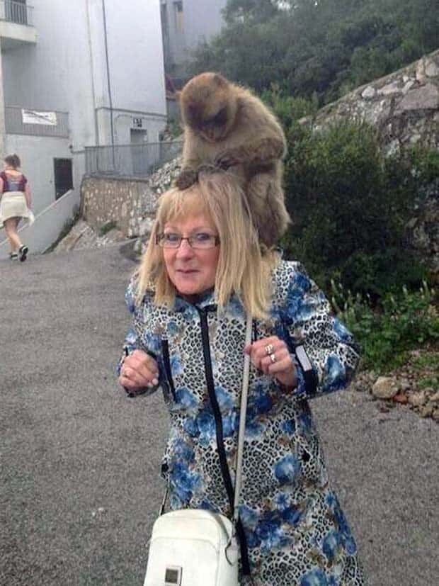 Get Ready for Funny Animals #333 (26 photos)