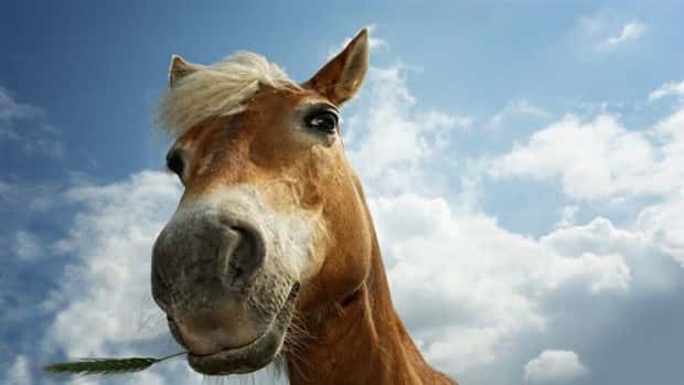 Get Ready for Funny Animals #333 (26 photos)