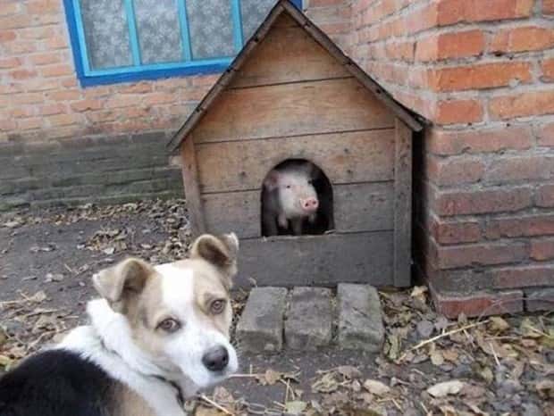 Get Ready for Funny Animals #335 (23 photos)
