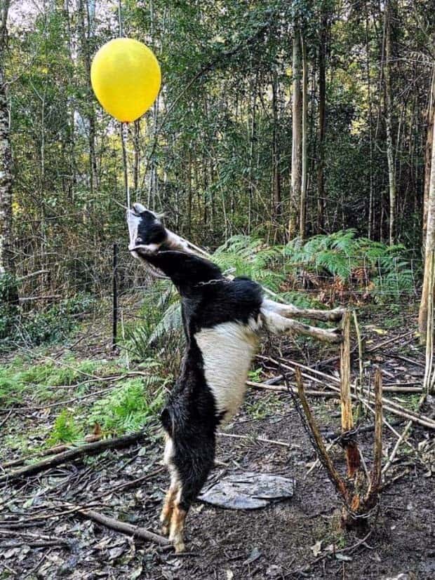 Get Ready for Funny Animals #333 (26 photos)