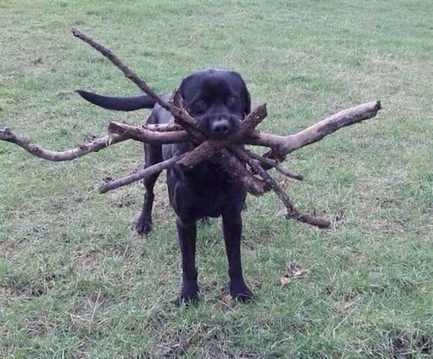 Get Ready for Funny Animals #335 (23 photos)
