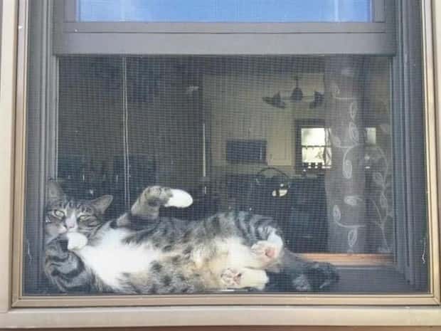 Get Ready for Funny Animals #335 (23 photos)