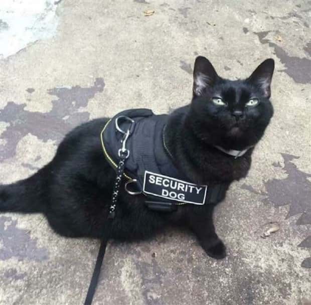 27 People Who Didnt Take Their Job Seriously (27 photos)