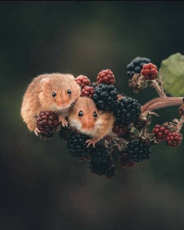 Klyker Picdump #1471 (41 photos)