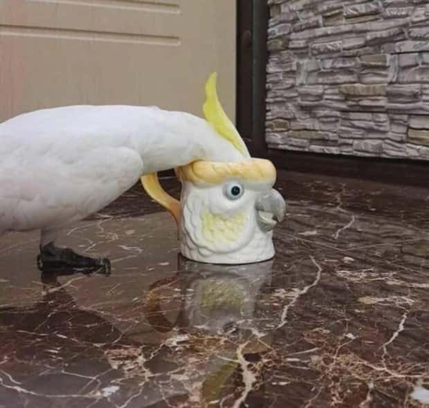 Klyker Picdump #1458 (53 photos)