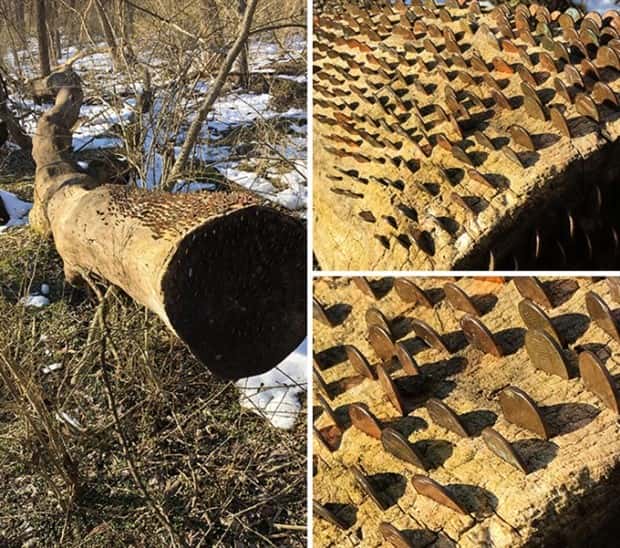 Strange Woods Finds (25 photos)