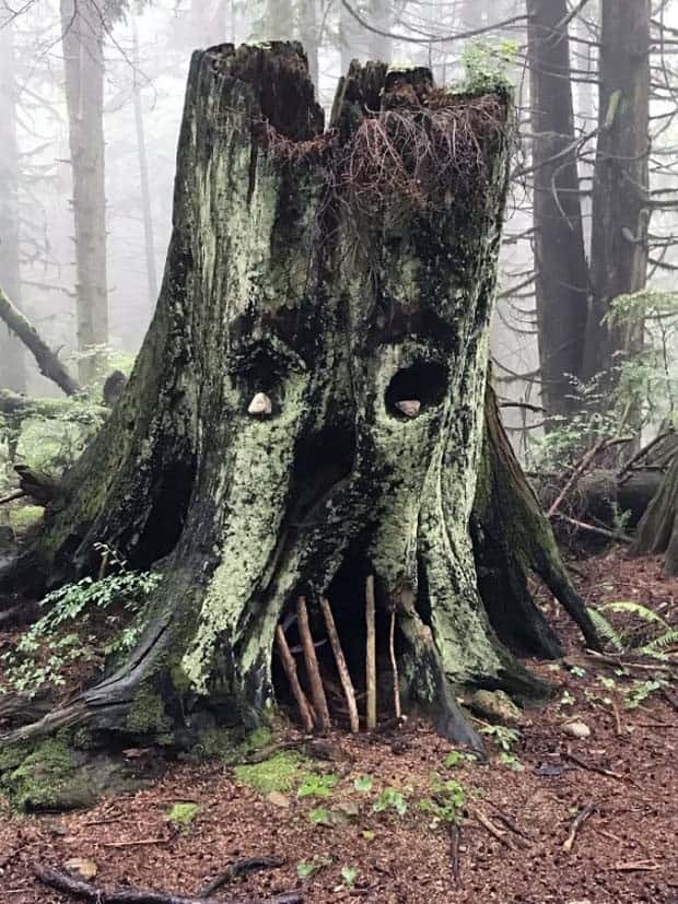 Strange Woods Finds (25 photos)