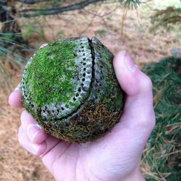 Strange Woods Finds (25 photos)