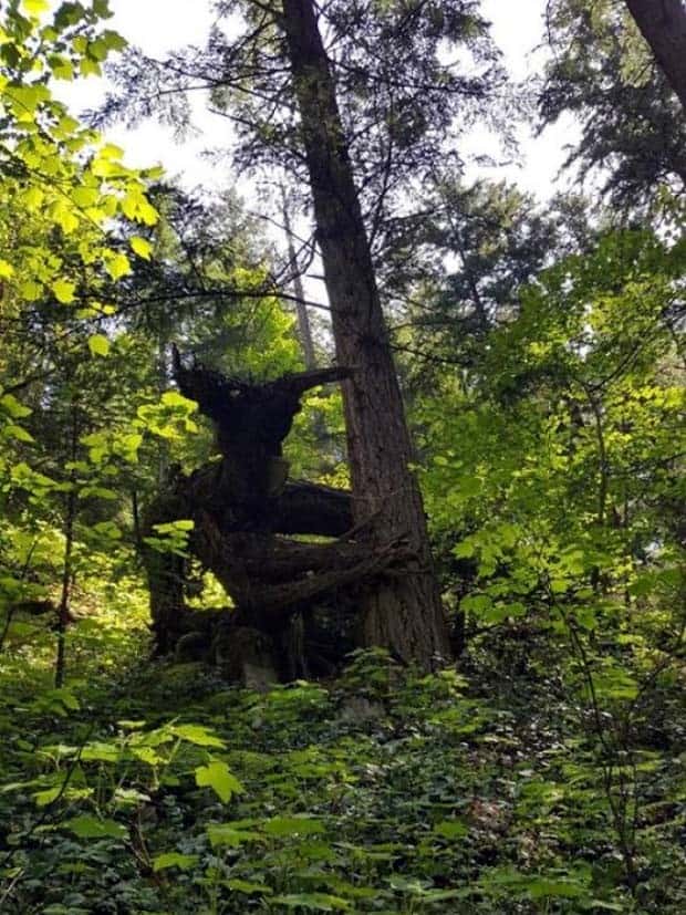 Strange Woods Finds (25 photos)