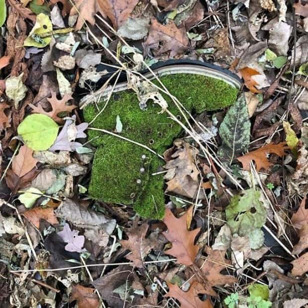 Strange Woods Finds (25 photos)