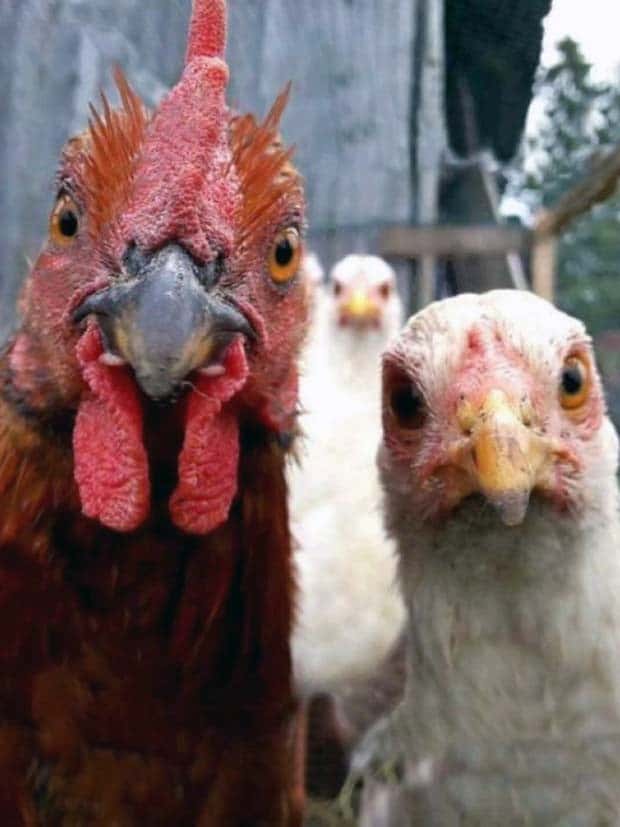 amusing pets animals 1 Get Ready for Funny Animals #336 (24 photos)