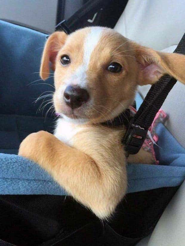 amusing pets animals 10 Get Ready for Funny Animals #336 (24 photos)