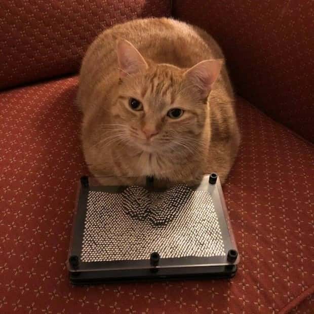 amusing pets animals 12 Get Ready for Funny Animals #336 (24 photos)