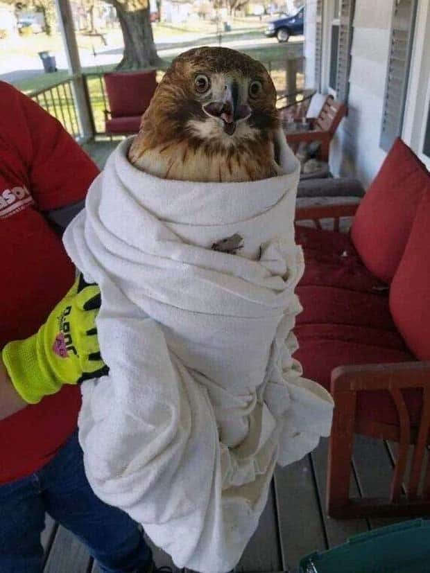 amusing pets animals 13 Get Ready for Funny Animals #336 (24 photos)