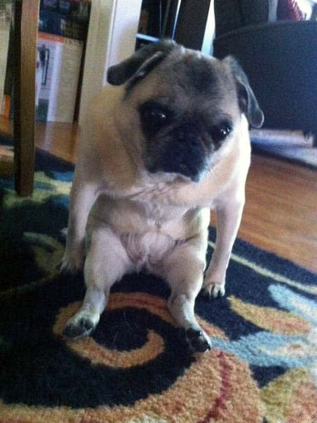 amusing pets animals 15 Get Ready for Funny Animals #336 (24 photos)