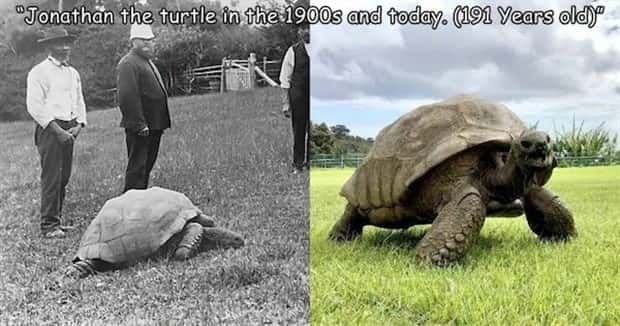 amusing pets animals 16 Get Ready for Funny Animals #336 (24 photos)