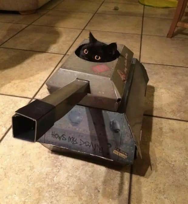 amusing pets animals 17 Get Ready for Funny Animals #336 (24 photos)