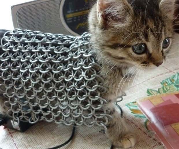 amusing pets animals 20 Get Ready for Funny Animals #336 (24 photos)