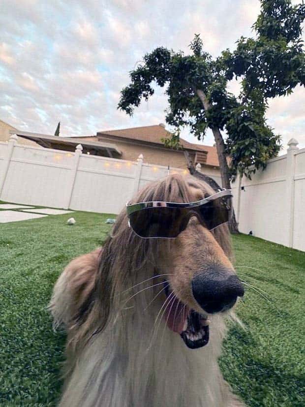 amusing pets animals 21 Get Ready for Funny Animals #336 (24 photos)